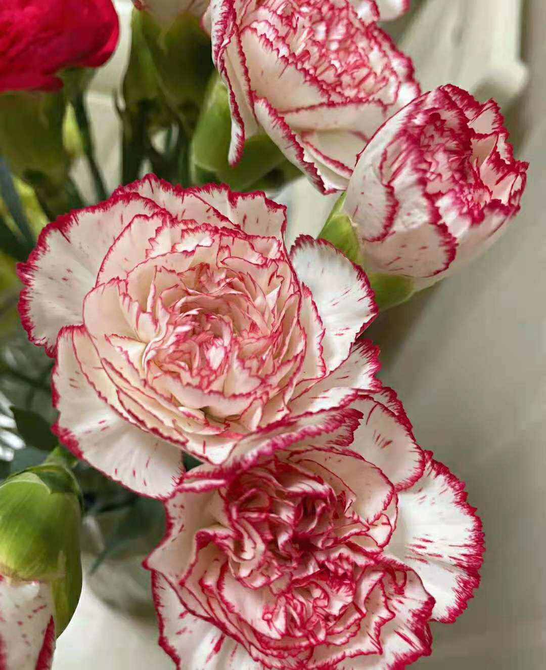 云南基地鲜花一件直发 圣诞节花材康乃馨伊人