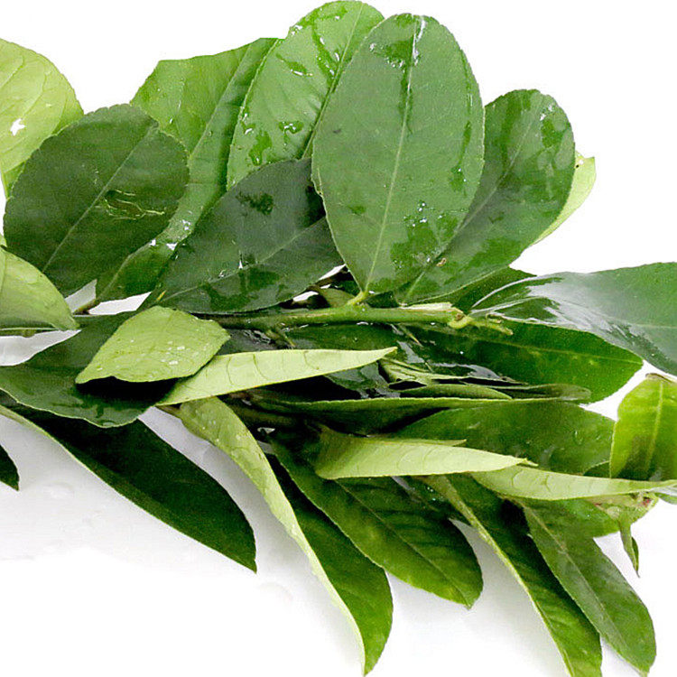 农猫庄园 新鲜柠檬叶 深圳新鲜蔬菜水果配送 越南泰国东南亚风味