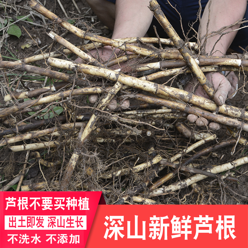 深山芦根正宗药材现挖新鲜芦茅根苇根