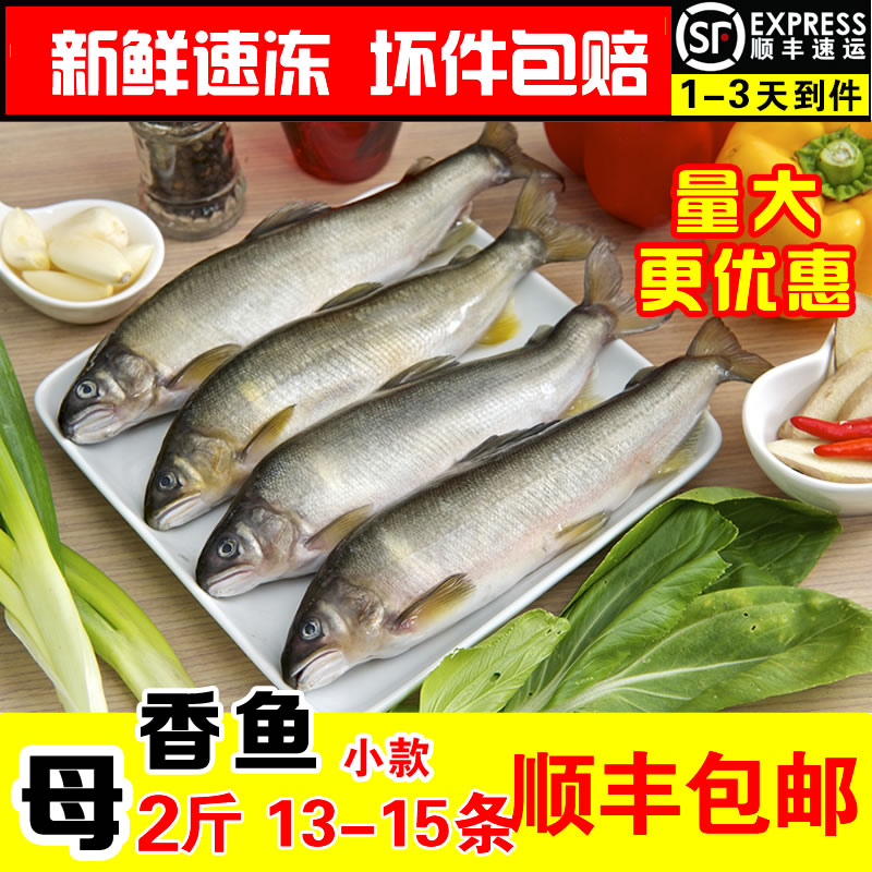 宁德大黄鱼工厂的优惠券大全—母香鱼日本料理食材新鲜冷冻食用水产
