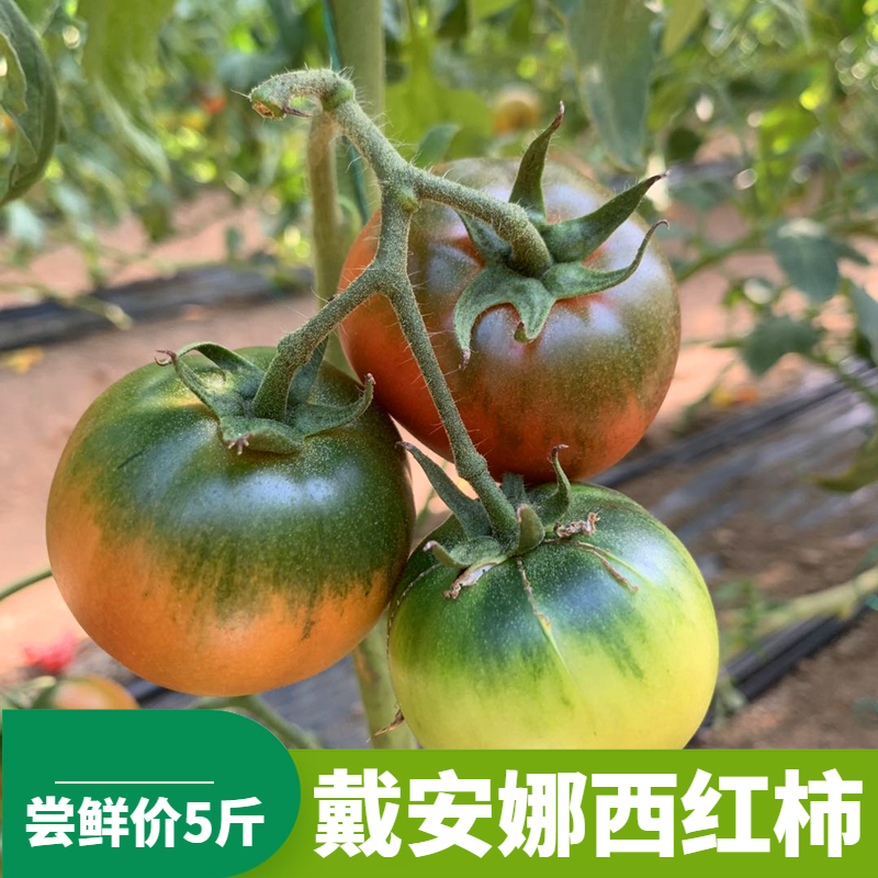 海阳戴安娜草莓西红柿自然熟新鲜健康