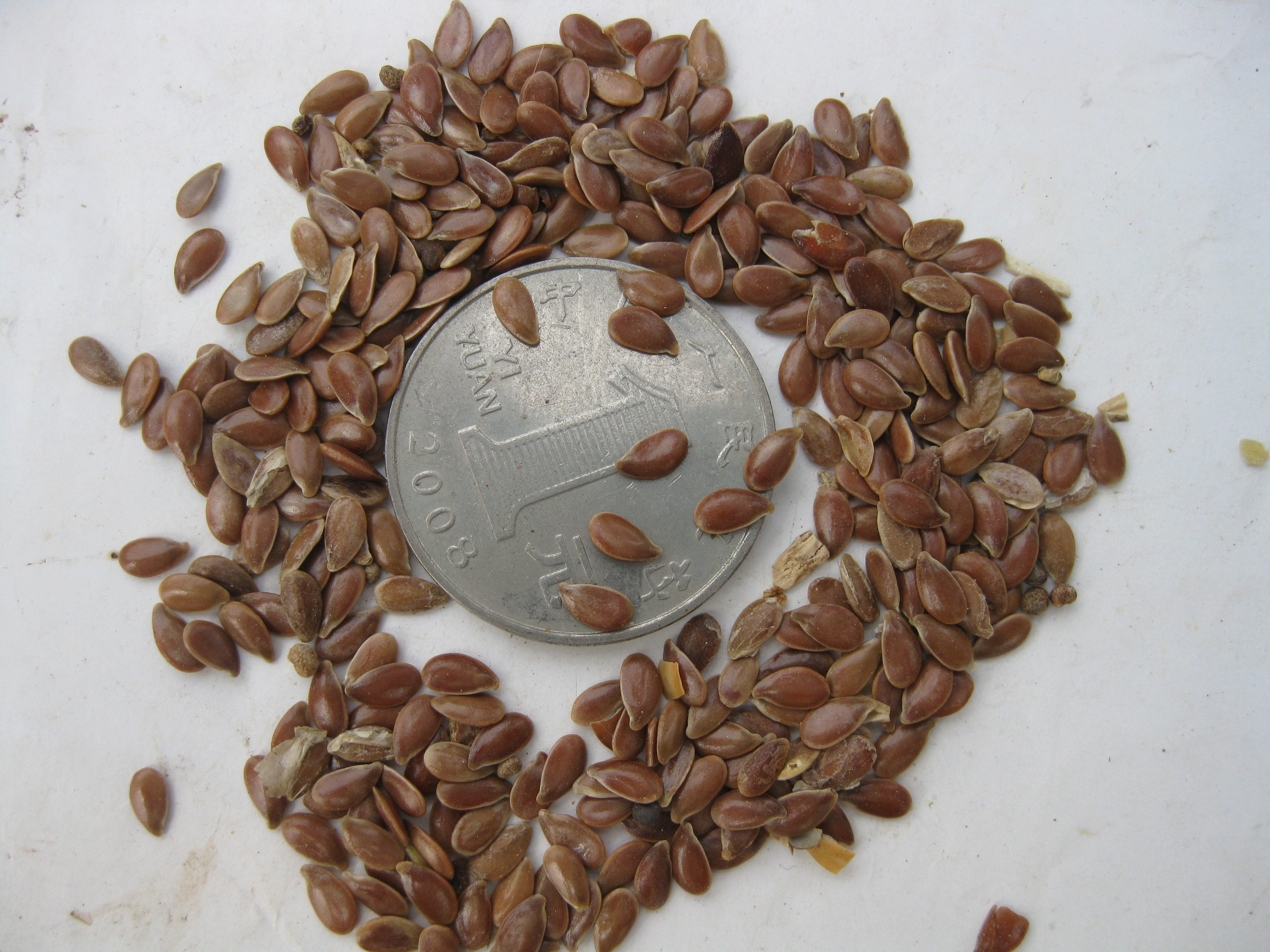 麻子胡麻仁大胡包邮500g胡麻芝麻巨胜胡麻子麻仁其他药食同源食品