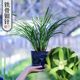 【铁骨素12苗不带花苞】四季开花原盆原土浓香型兰花客厅细叶兰