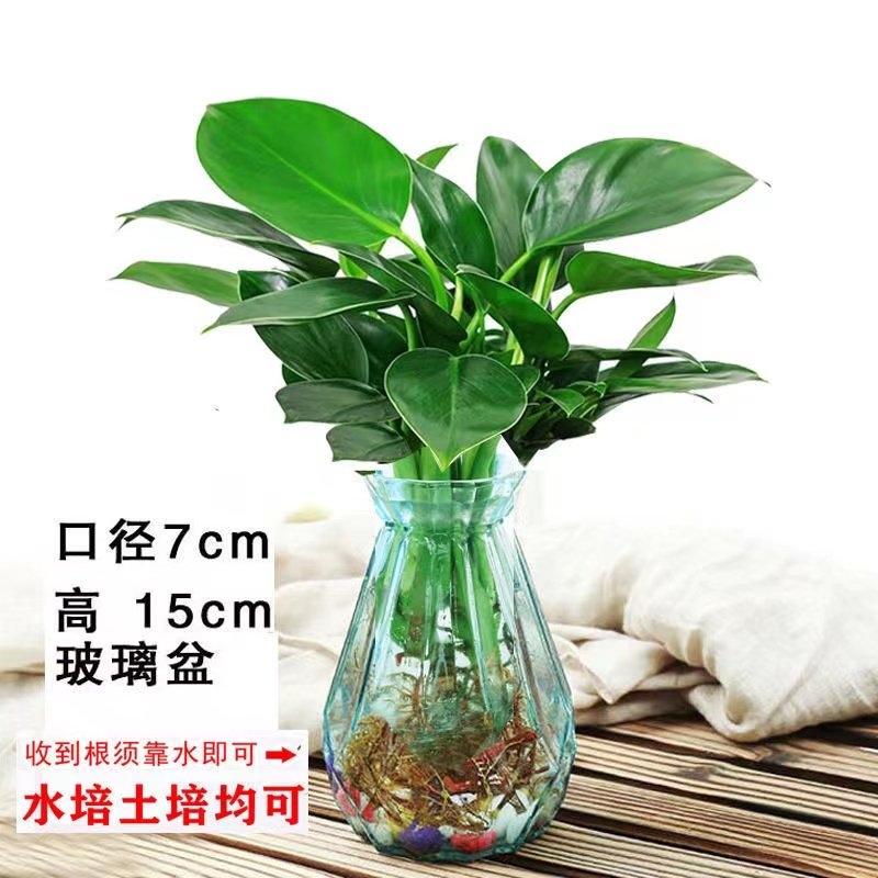 绿公主盆栽水培植物金钻办公室客厅室内桌面四季常青好养绿植花卉