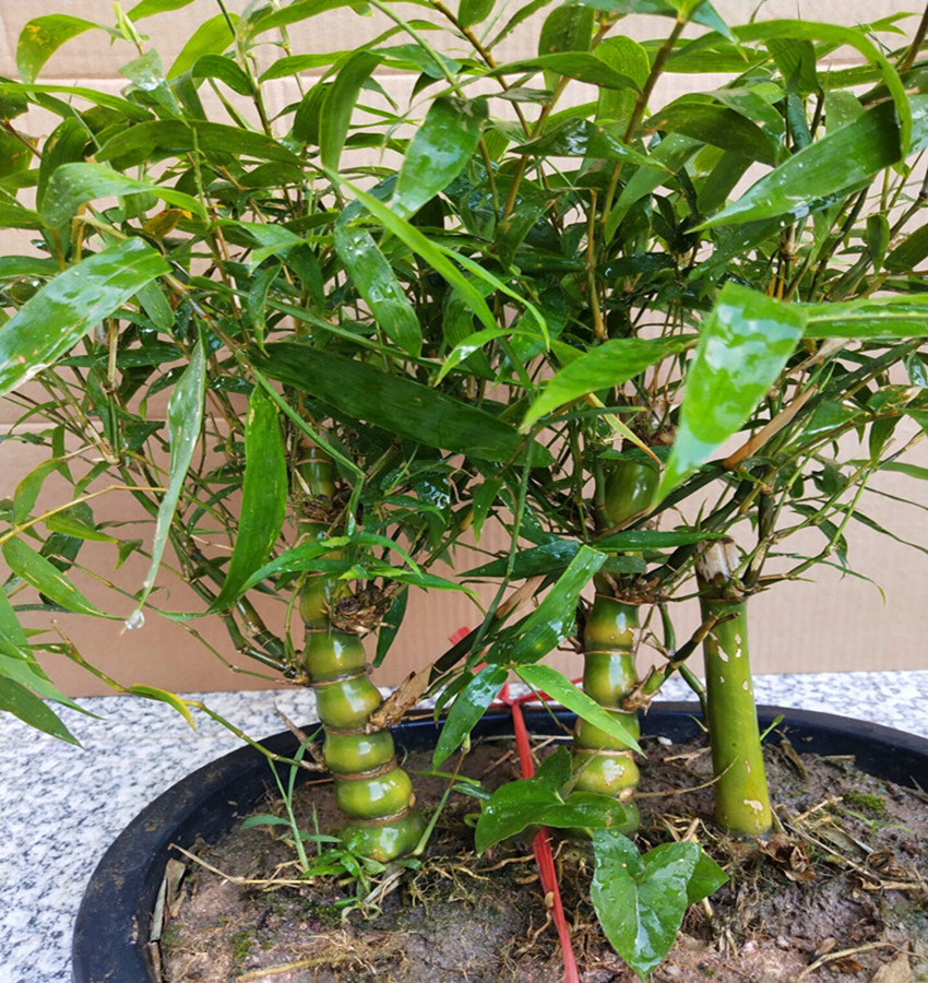 观赏竹子佛肚竹盆景米竹罗汉竹状如佛肚室内植物盆栽庭院种植趣味