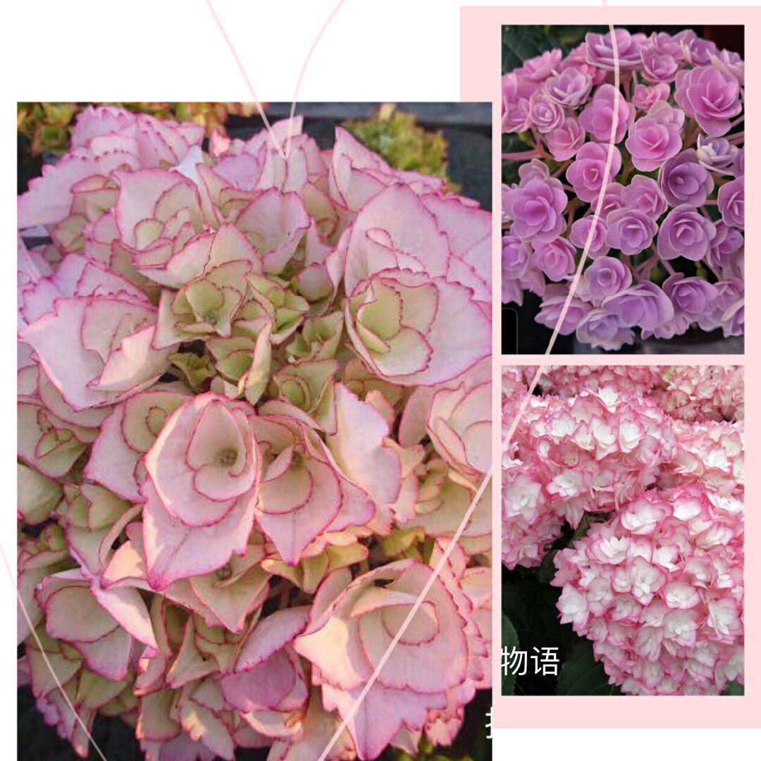 新品进口绣球 重瓣 拉贝拉 恋物语 妖精之吻28包邮