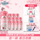 青岛啤酒醉樱浮白樱花味白啤500ml*12听 新品上市