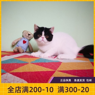 #瑶瑶名猫#CFA/加菲猫/幼猫/异国短毛猫/纯种/找新家（已到新家）