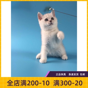 #瑶瑶名猫#纯种英国短毛猫活体宠物猫银渐层幼猫短毛猫DD已到新家