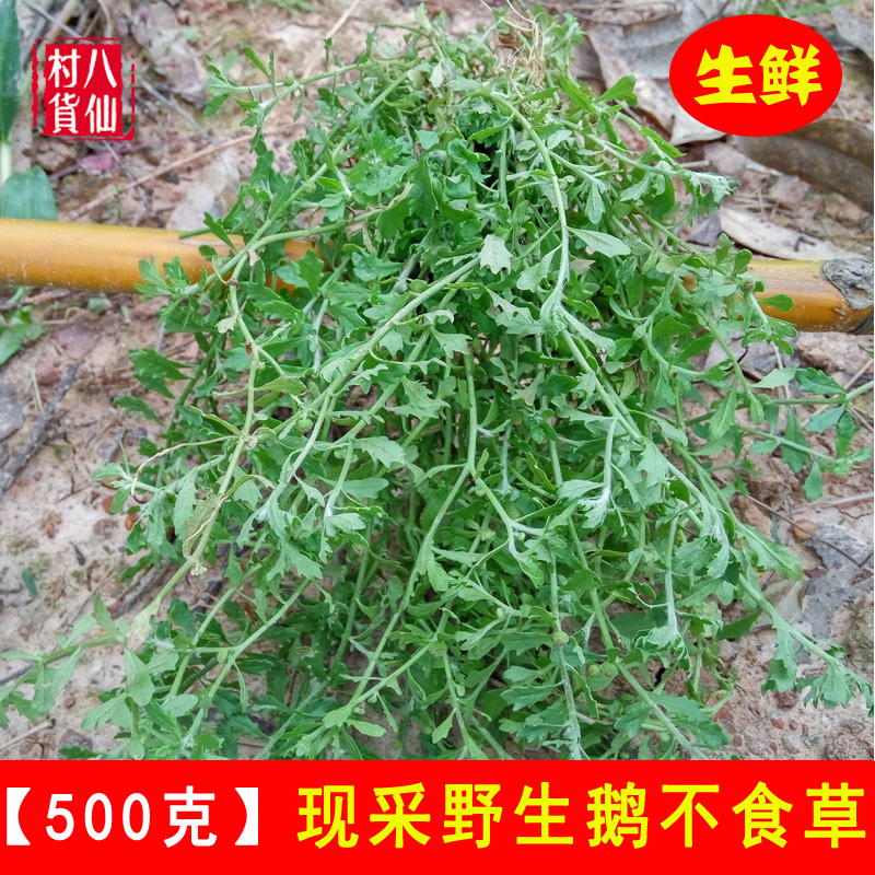 野生鹅不食草新鲜鹅不食饿不吃草中草药猪屎草食胡荽有鹅不食苗