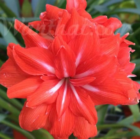 [现货] 朱顶红 双马戏团 超级大花[小北花园长春]