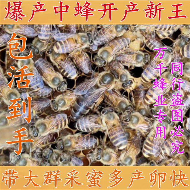 living thing Queen bee of Chinese bee Bumblebee Spawning Aba Double color Mating Red ring Wang strongly Tianzhu Virginin the Pet/Pet food and supplies , Pet Life Services , Pet deposit category - from Buy2taobao.com to provide professional Taobao agent buy service