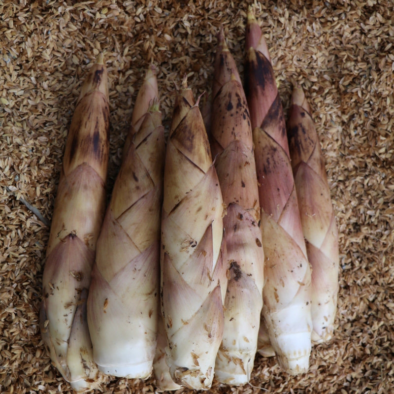2022新鲜雷笋5斤冬笋腌笃临安春笋