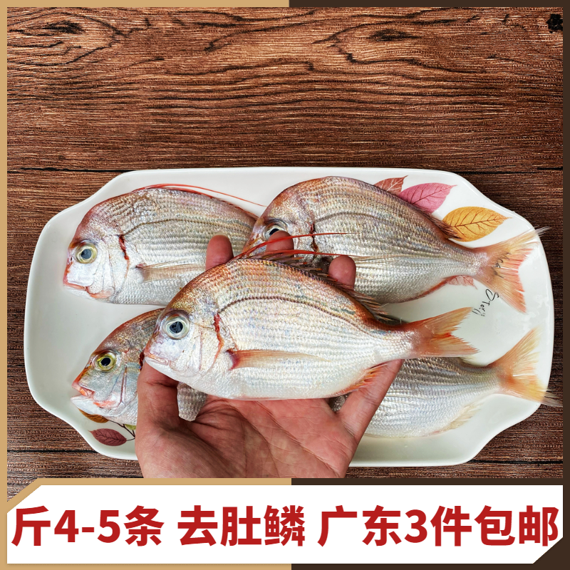 红立鱼新鲜红棕鱼潮汕赤涩鱼冷冻海鲜水产鲜活红鱼食用海鱼红伴鱼