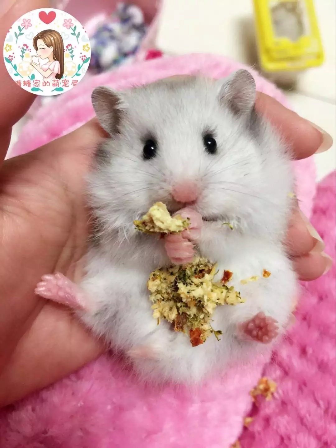 0领取5元券 省5元 家养白腰纯色丁香熊鸽灰宠物巨型幼年成年稀有仓鼠