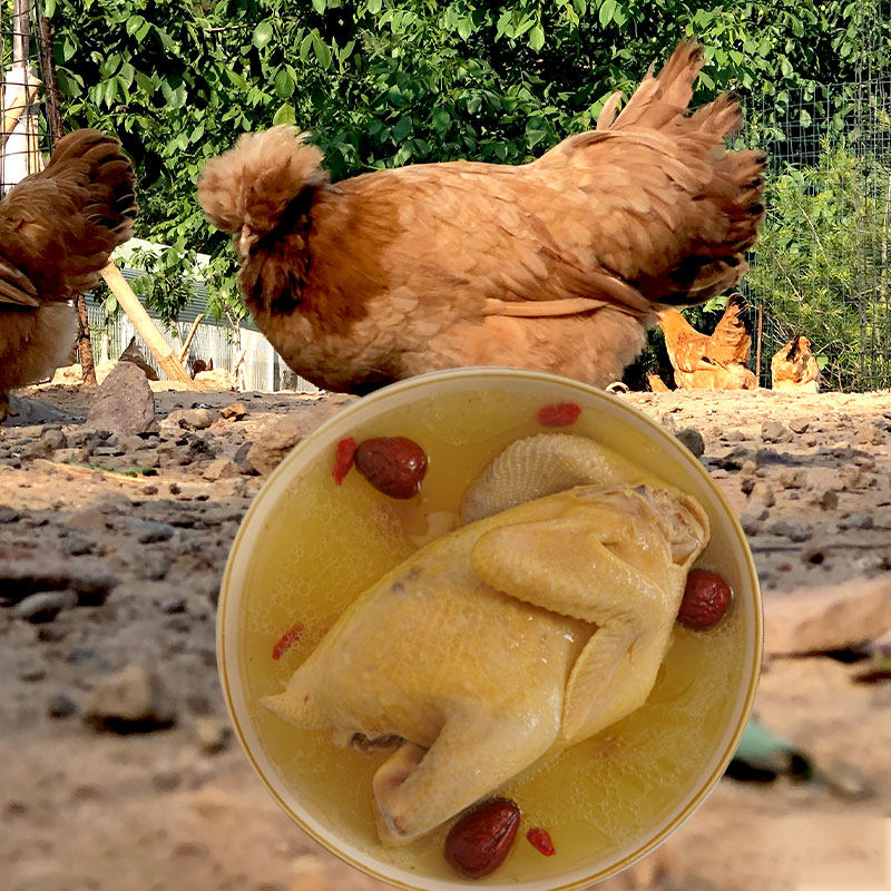 百年栗园 买一送一原品北京油鸡老母鸡750g 土鸡日龄500天煲汤