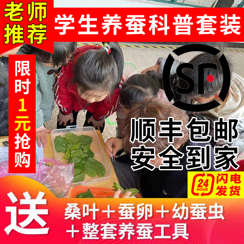 蚕宝宝学生养蚕套装活体幼蚕金丝蚕蚕卵七彩蚕1龄234龄新鲜嫩桑叶