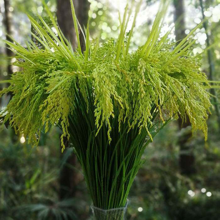 稻谷装饰包邮仿真假黄色水稻仿真麦穗稻穗干花假麦子塑料绿色稻子