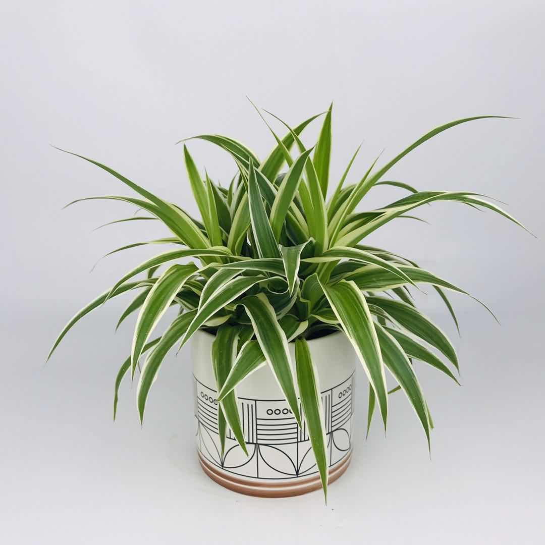 金边吊兰室内垂吊绿植桌面水培水养小