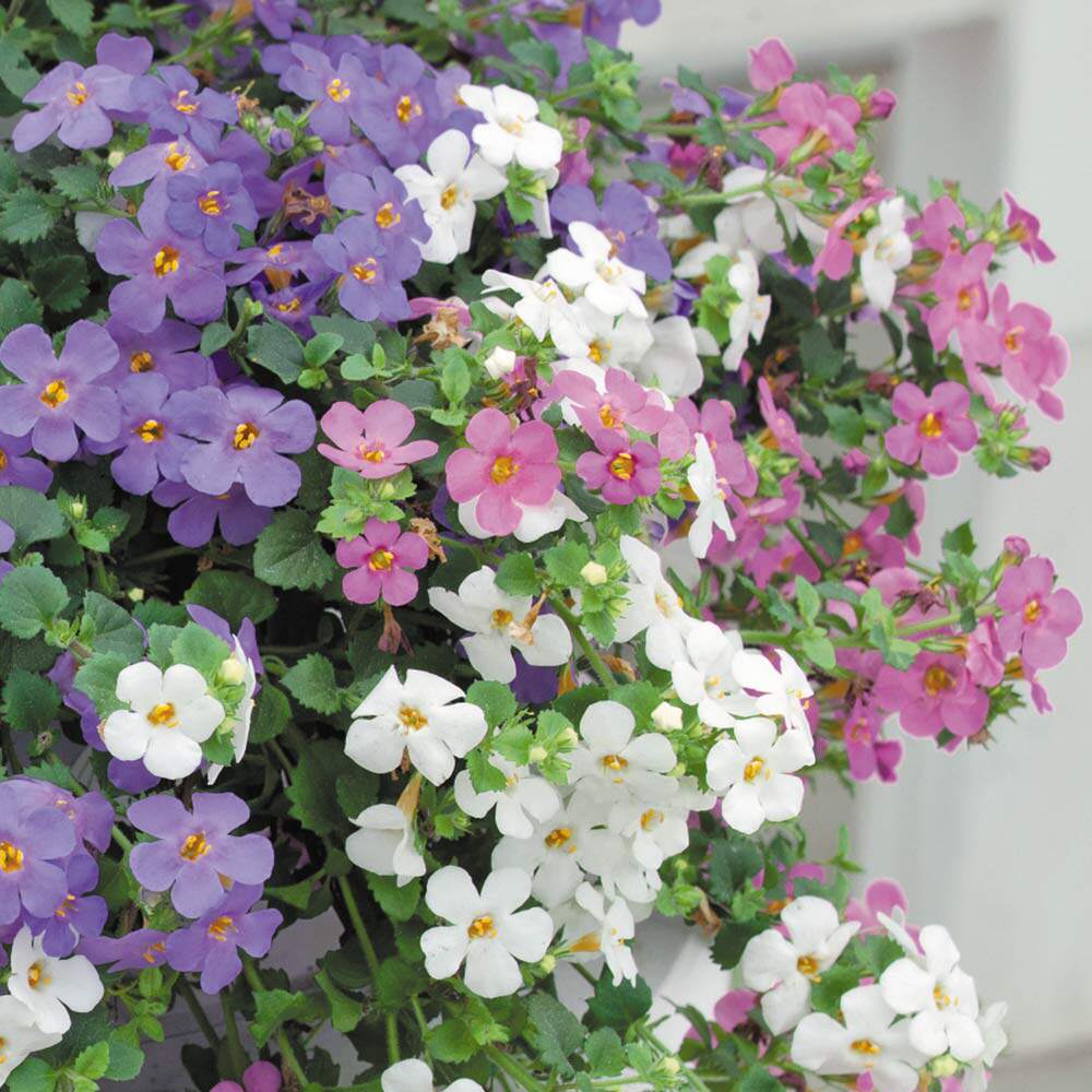 庭院阳台花园垂吊吊篮百可花假马齿苋单瓣多花好养易爆盆花苗带花