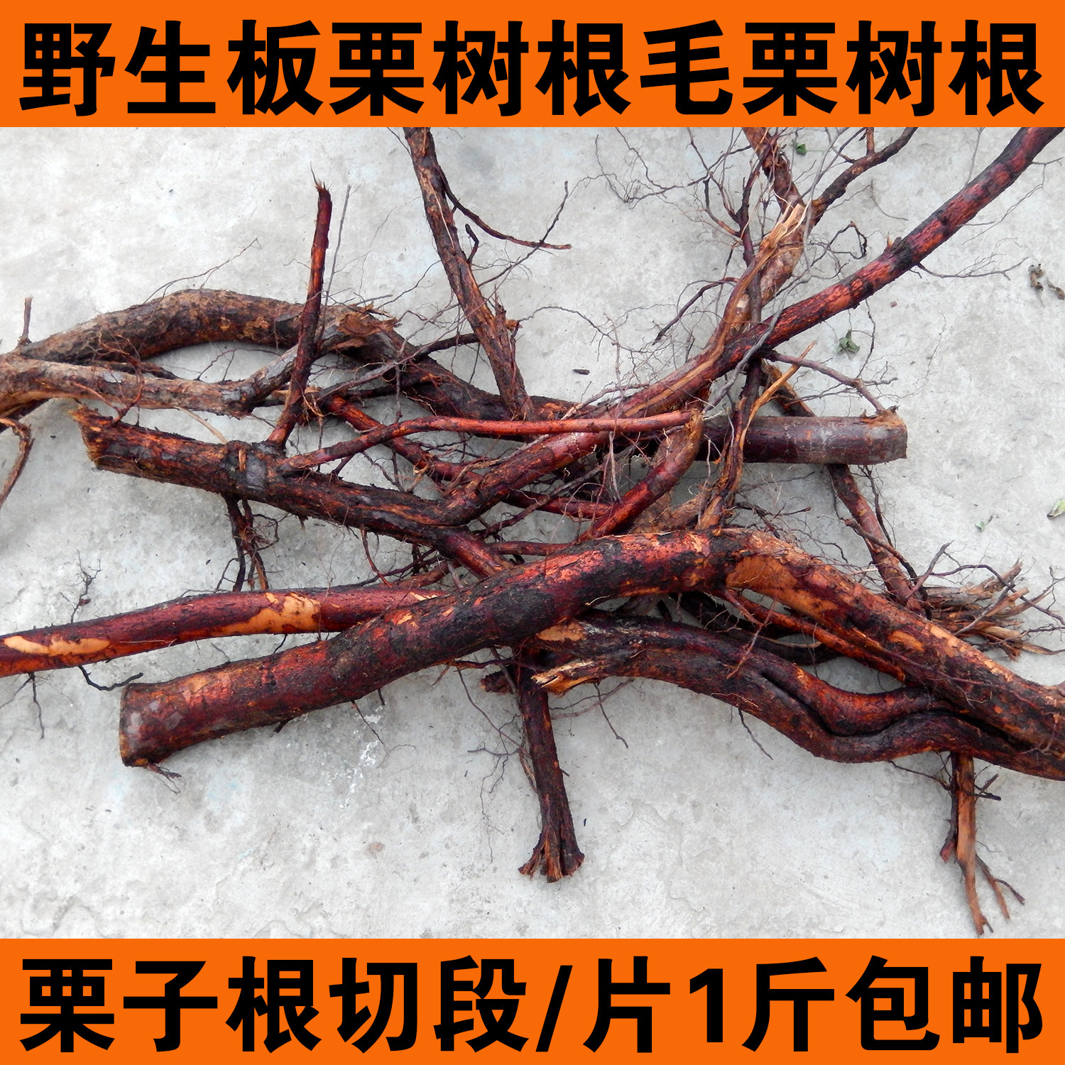 野生新鲜现挖正品板栗根栗子根毛栗树根风栗子根中药材500g包邮