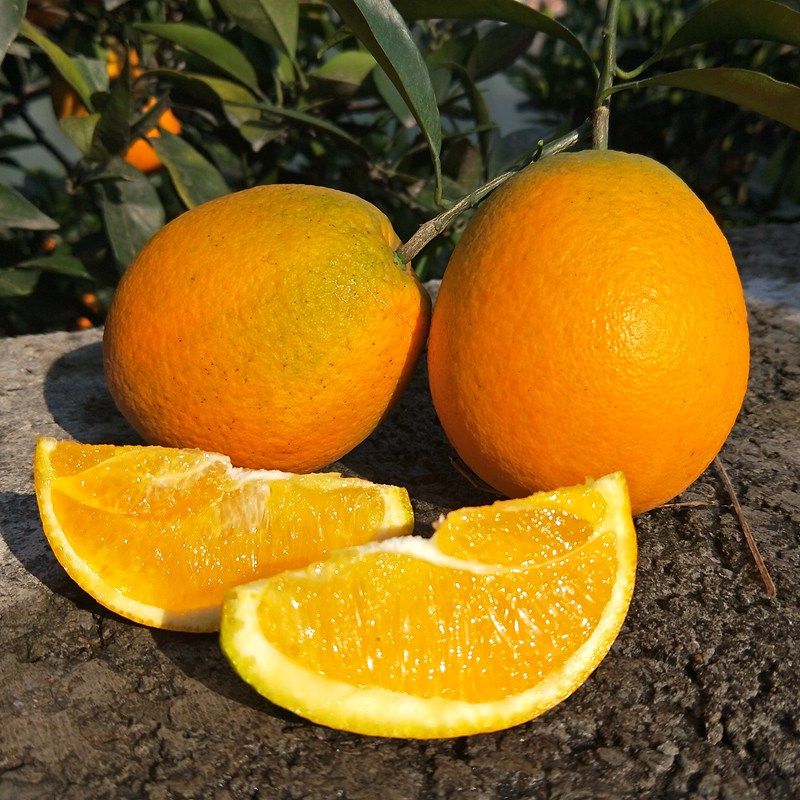 四川红格脐橙新鲜水果应当季整箱现摘柳橙宾川农产品橙子10斤包邮