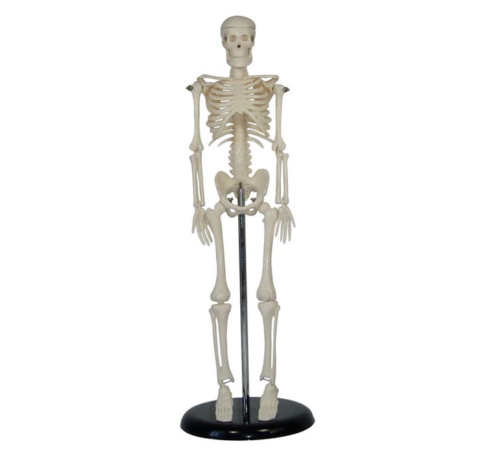 新成正品 45CM人体骨骼模型 可活动医用教学模型有支架 骨架模型