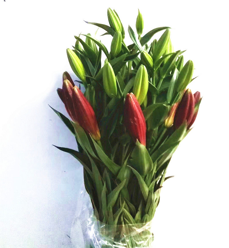 红宝石亚百合网红仙女百合花云南花卉直发个性颜色生日礼物速递