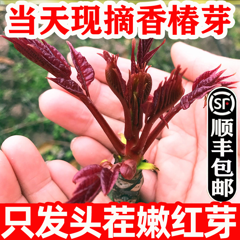 香椿芽新鲜头茬香椿头山东特产红油香