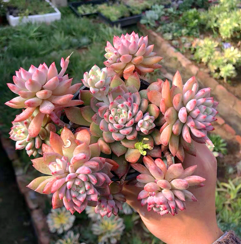 多肉植物组合盆栽含盆带土包邮