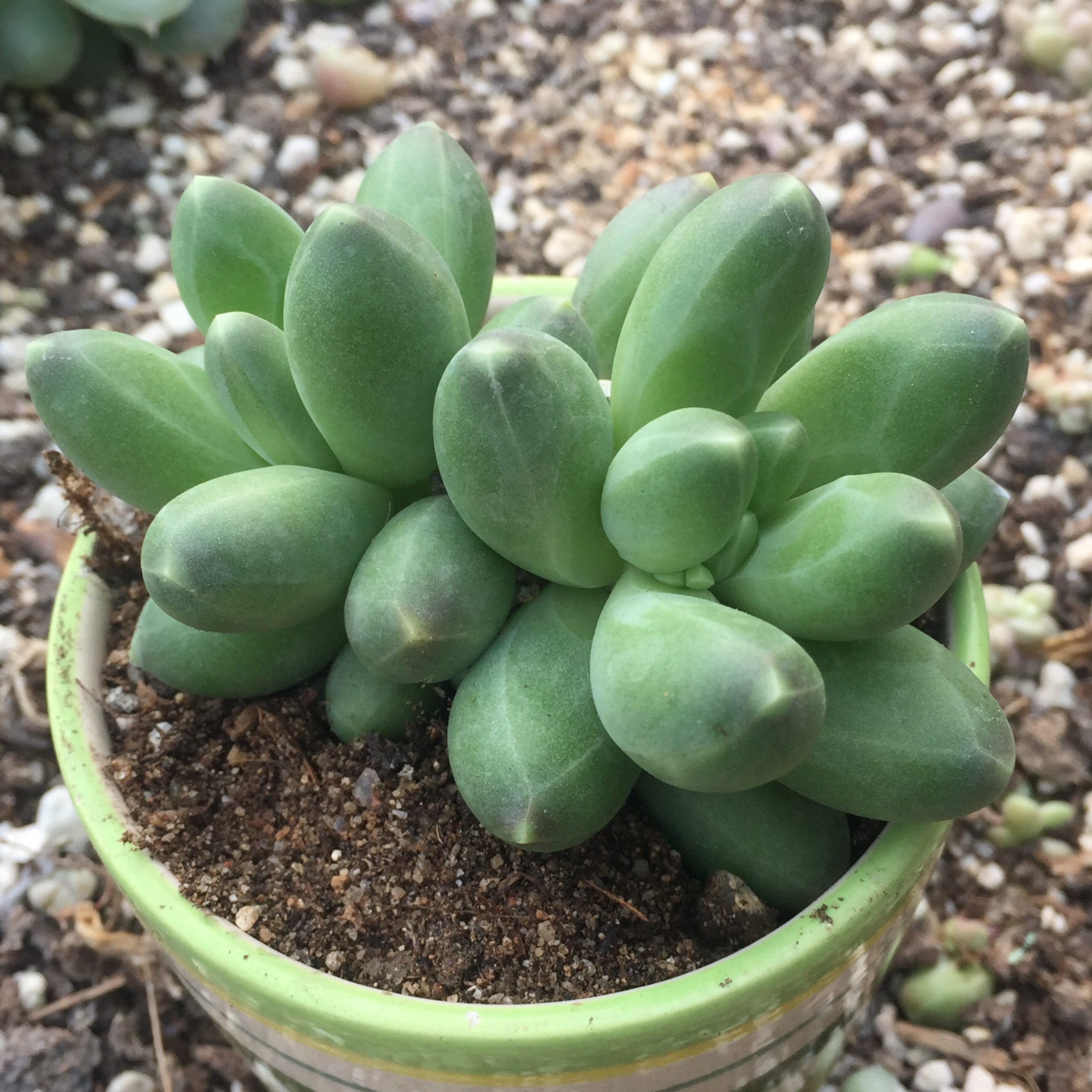 特价多肉老桩清仓多头一盆包邮_多肉千代田之松锦缀化一物一拍清仓