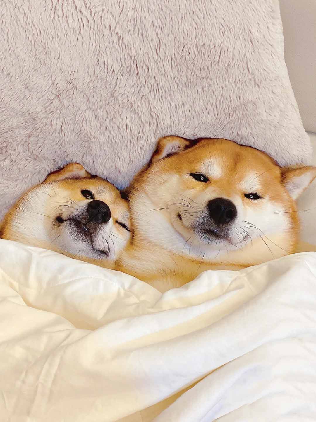 柴犬活体日本