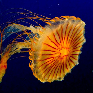 活体水母大型价格