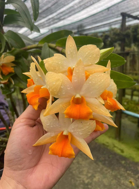 74【金玉露】(泰秋)秋石斛稀有品玩家收藏