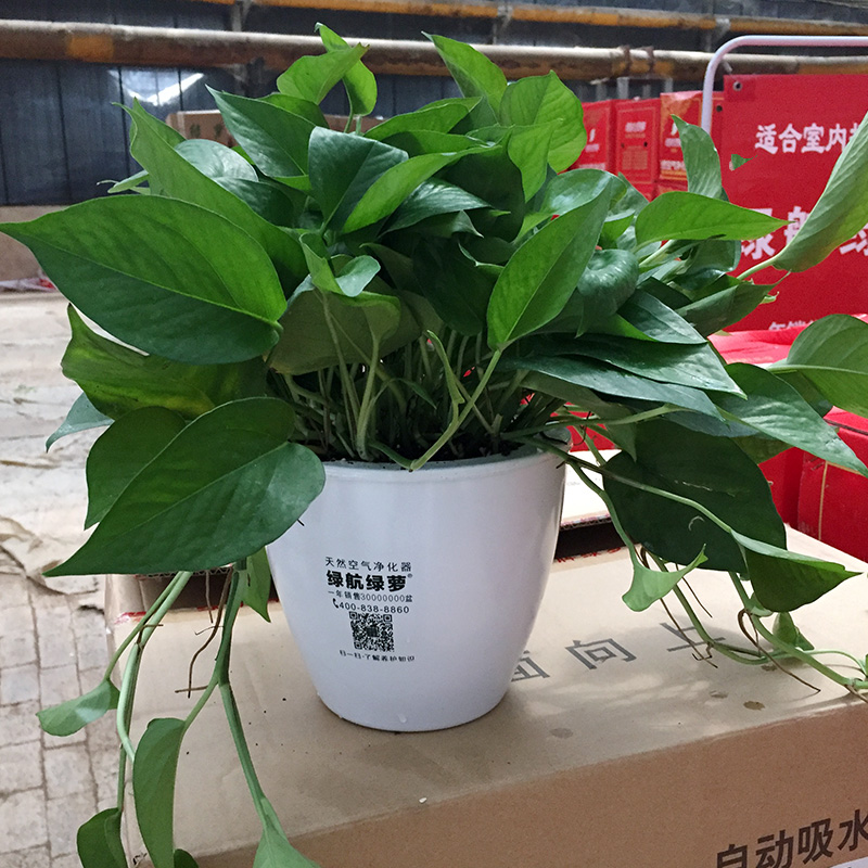 绿航绿萝吸甲醛盆栽观叶植物办公室新房净化空气室内水培花卉绿植