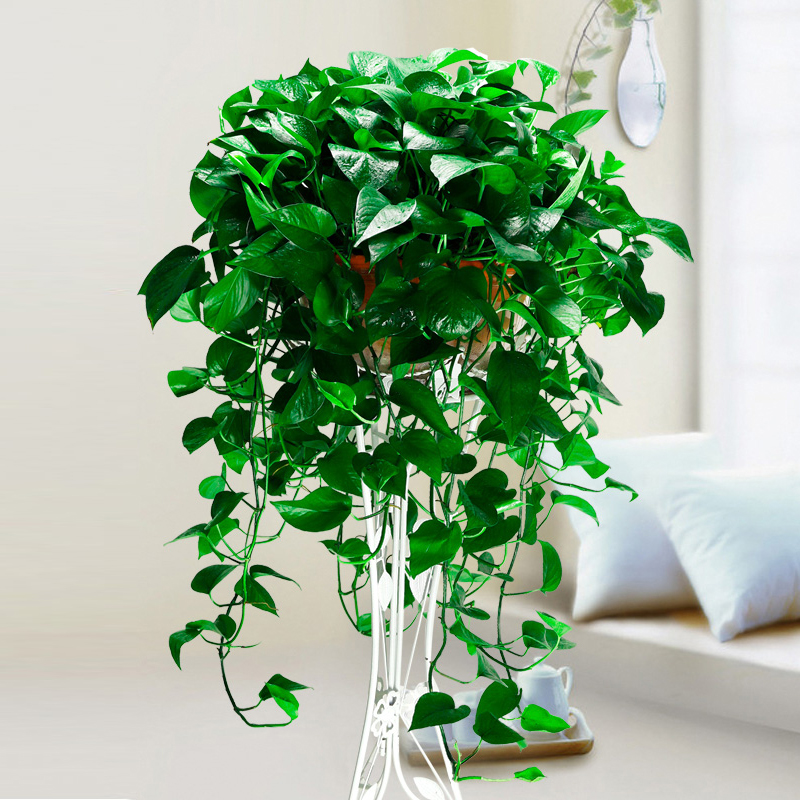 大盆绿航绿萝大叶长藤自吸水盆水培绿箩室内办公室吸甲醛盆栽绿植