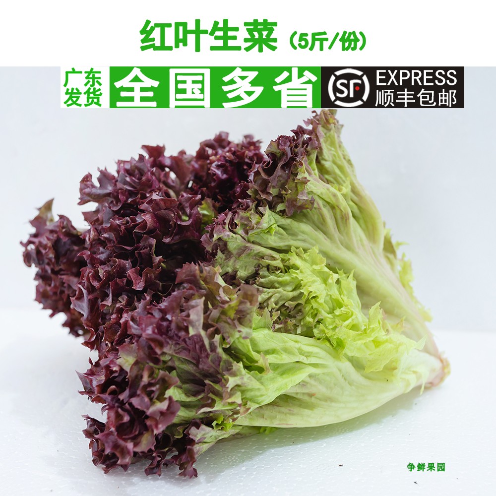 新鲜紫叶生菜红叶菜罗莎红红珊瑚沙拉轻食西餐red leaf包邮5斤/份