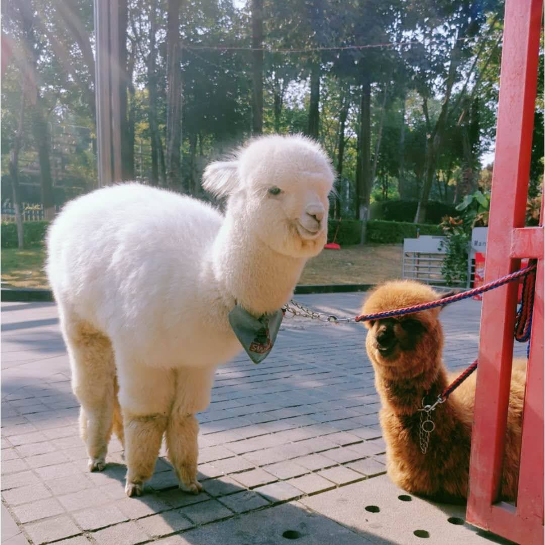 观赏宠物羊驼羊驼幼崽活体羊驼仔活物 驼吃什么可爱动物羊驼租赁