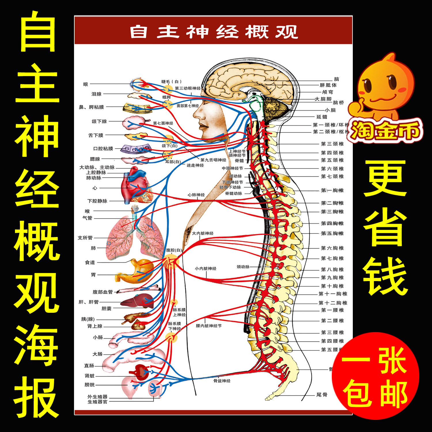 人体经络穴位图中医馆装饰海报画