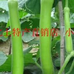 湖北广水特产农家自种新鲜蔬菜瓠瓜葫芦付子瓜一斤6元5斤包邮