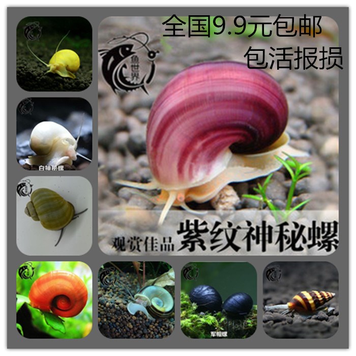 鱼世界 紫螺白螺蓝螺黄金螺苹果螺月光螺杀手螺黑金刚螺 活体包邮|msdalam kategori haiwan peliharaan/makanan haiwan dan bekalan, Aquarium World, skru - dari Buy2taobao.com untuk memberikan perkhidmatan ejen Taobao profesional membeli
