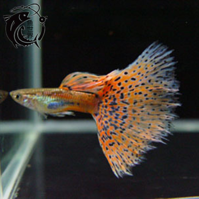 Y S J The Department of Taiwan Boutique Guppy Red grass Guppy Guppy Tropical Ornamental Fishin the Pet/Pet food and supplies , Aqua World , Fish category - from Buy2taobao.com to provide professional Taobao agent buy service