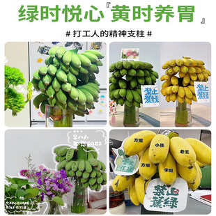 拒绝蕉绿广东苹果蕉水培香蕉工位绿植观赏带杆香蕉花办公室种香蕉