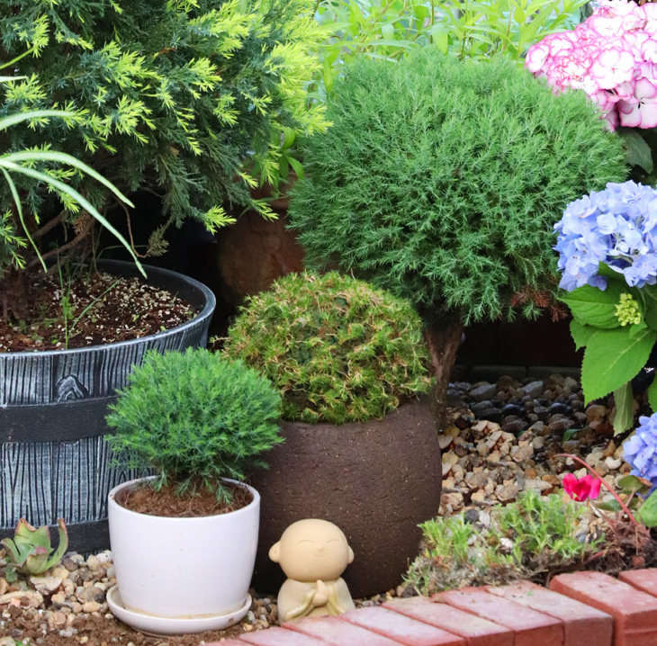 年后发货[嘉瑞]常绿皮球柏盆栽苗 好评好店