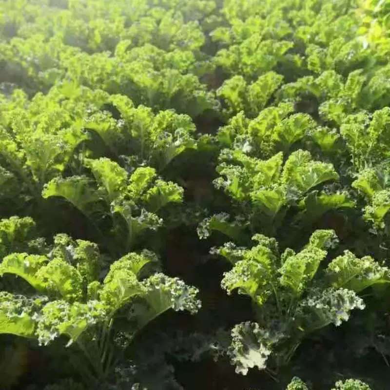新鲜羽衣甘蓝山东基地现采鲜嫩天然食用小嫩叶kale酒店榨汁沙拉