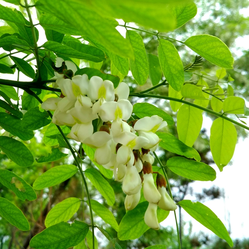 洋槐花新鲜