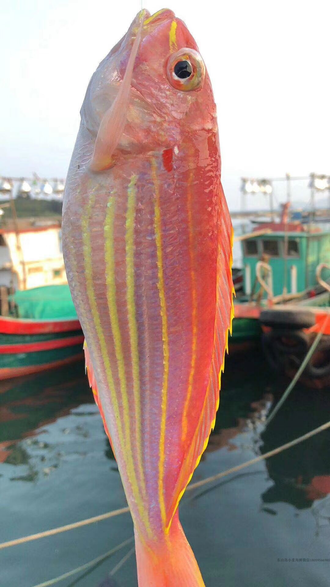 东山岛小重海鲜 海钓金线鱼一斤装约3条4条 红杉鱼速冻  包邮