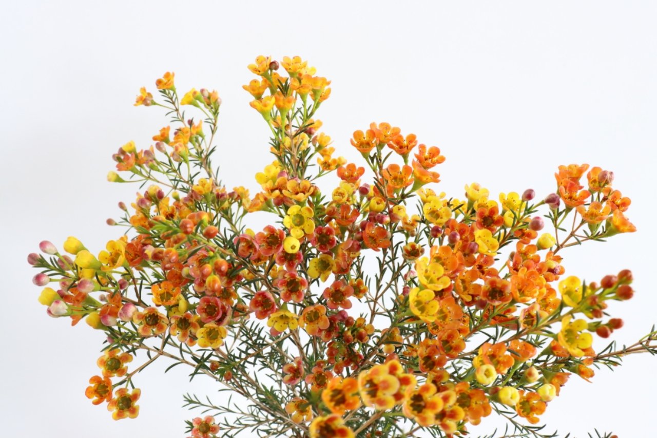 国产进口澳洲腊梅澳梅尖平水养鲜花年宵过年花云南斗南