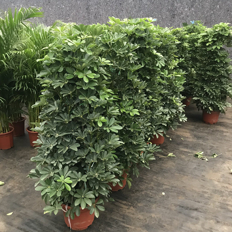 八方来财鸭脚木鸭掌木鹅掌柴办公室内客厅大型绿色植物花卉盆栽