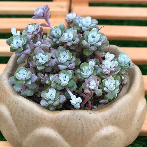 白霜多肉植物盆栽绿植多肉植物
